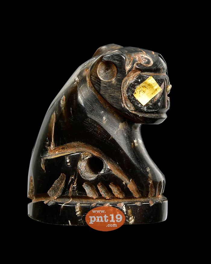 เสือเฮง (เสือแกะเขาควายฟ้าผ่า) นำฤกษ์แช่น้ำมันชาตรี ตะกรุดทองคำจารมือ พระครูประทีป(หลวงปู่สิทธิ์) วัดบ้านโอ้น